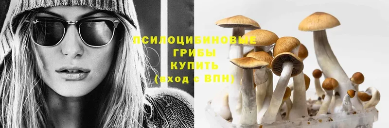 закладка  Истра  Псилоцибиновые грибы Psilocybine cubensis 